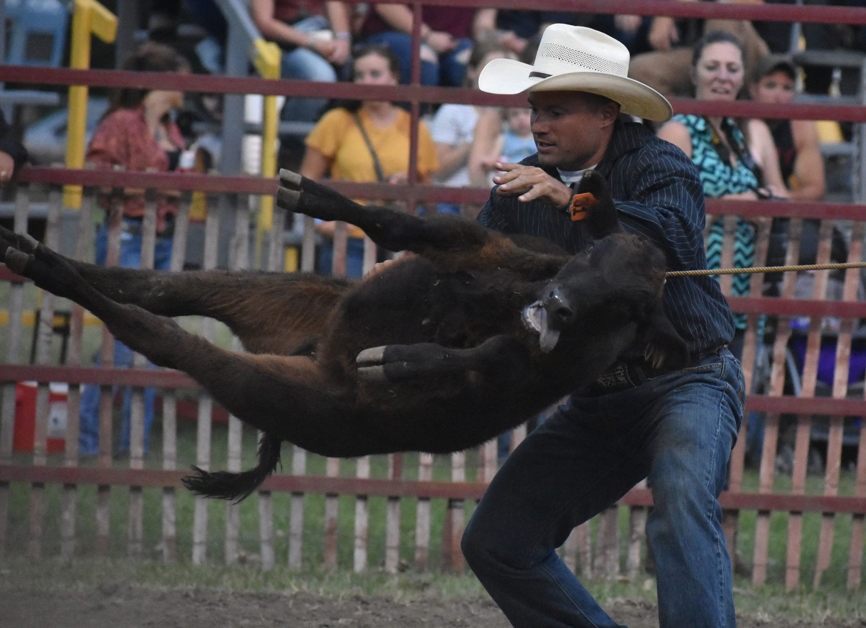 Flipping the calf over